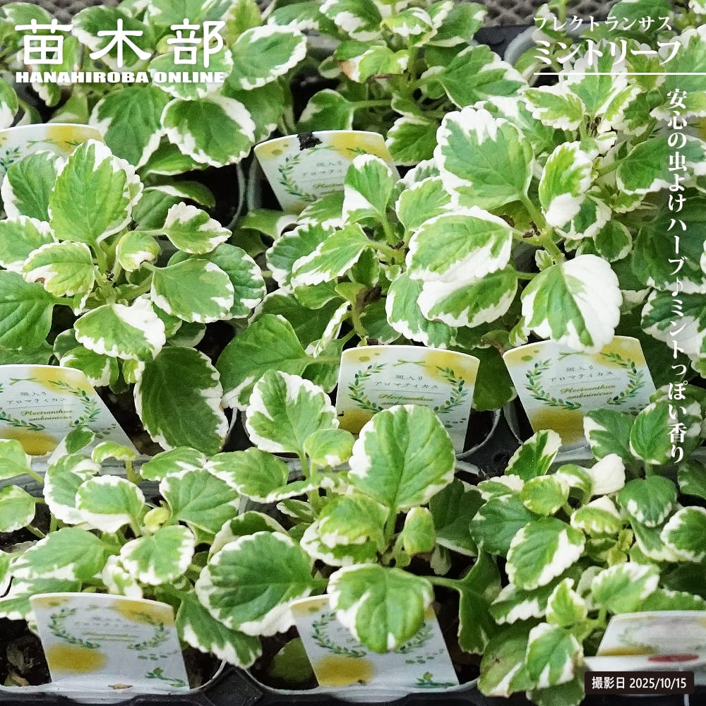 キューバンオレガノ ミントリーフ 