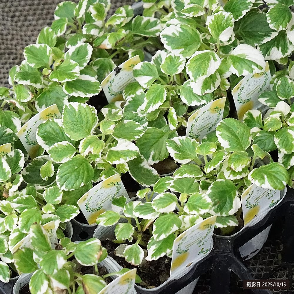 キューバンオレガノ ミントリーフ 2