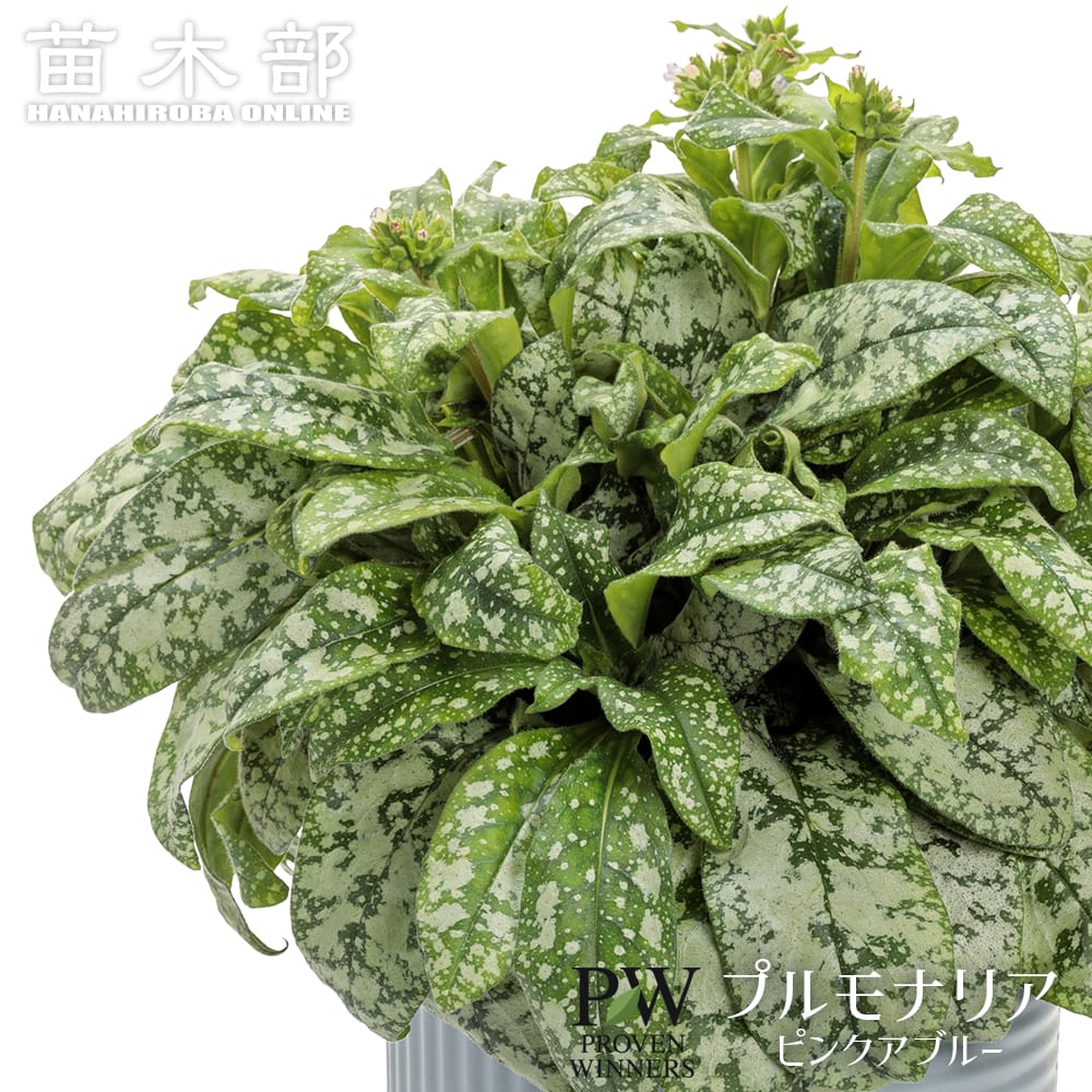 プリモナリア 根付き苗 プリモナリア 根付き苗