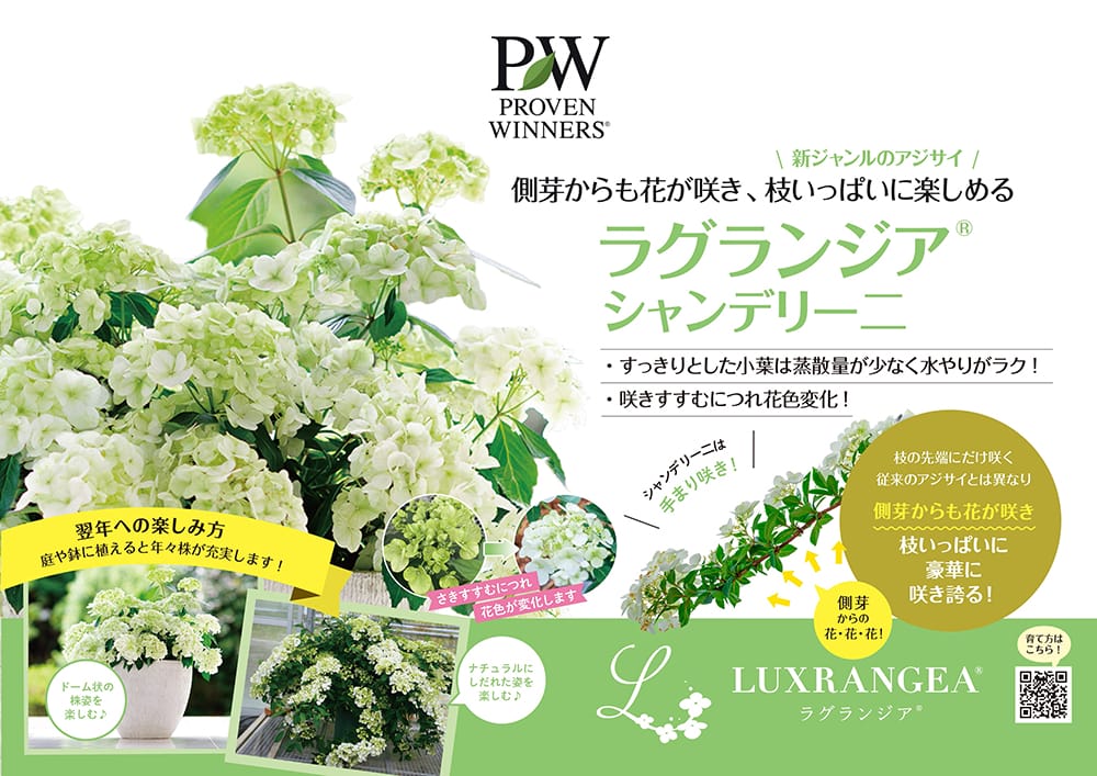  シャンデリーニ 7