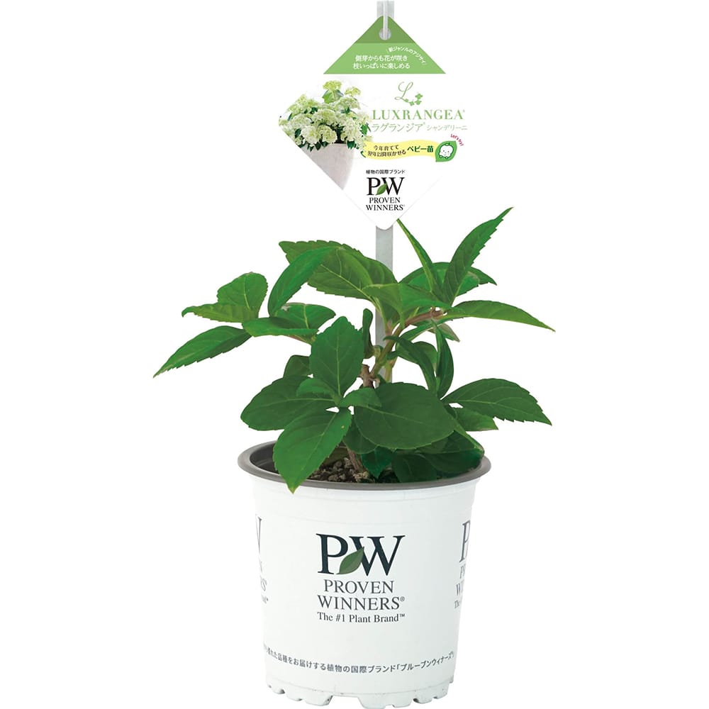 ラグランジア（R) シャンデリーニ 苗 販売 苗木部 By 花ひろばオンライン