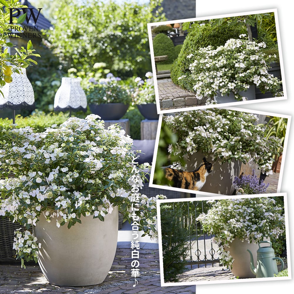  ブライダルシャワー 2