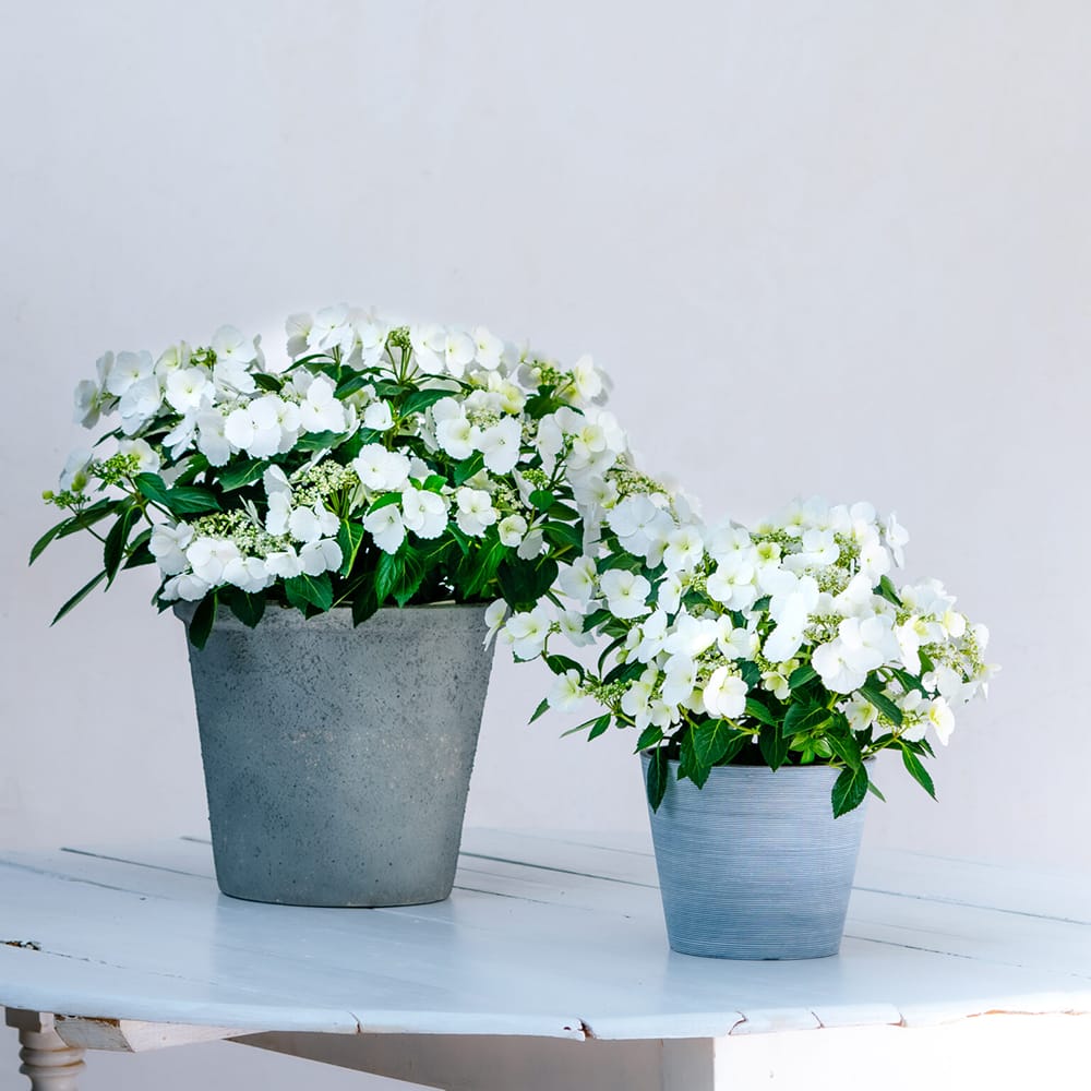  ブライダルシャワー 5