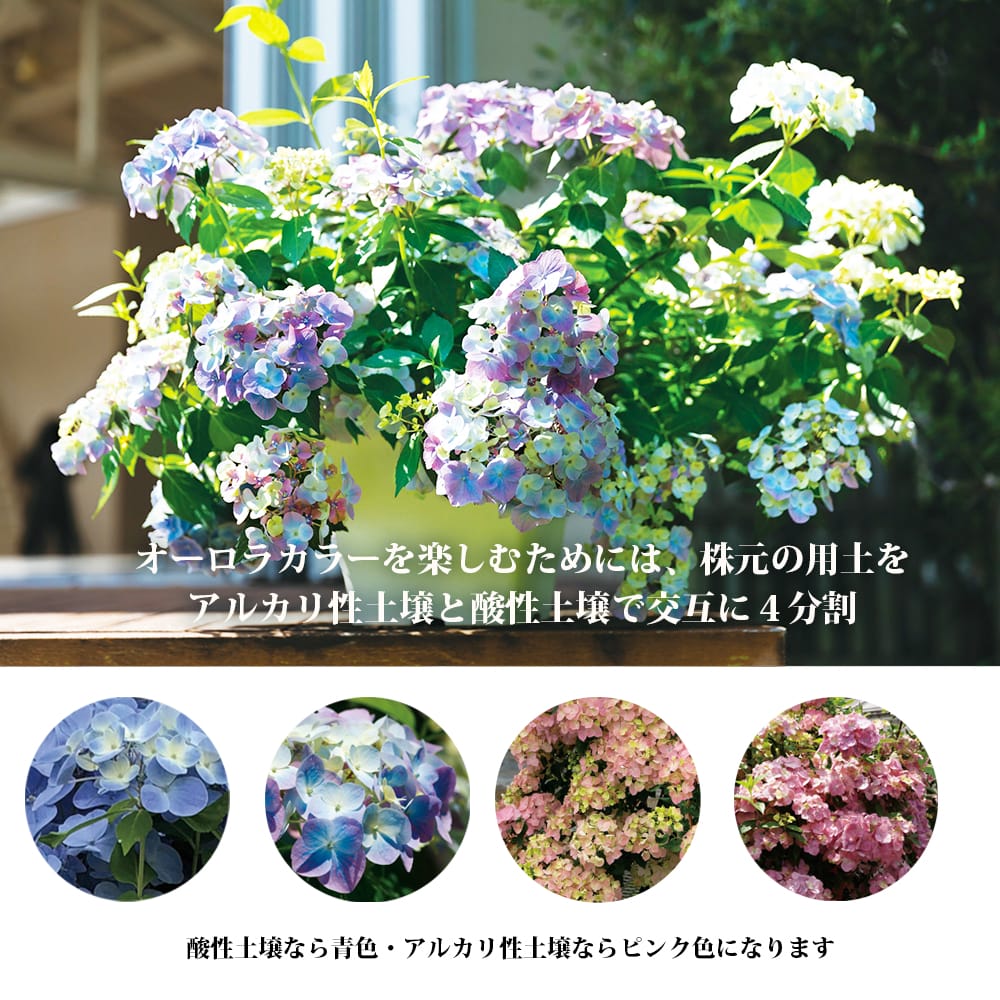 ラグランジア（R) オーロランジュ 苗 販売 苗木部 By 花ひろばオンライン