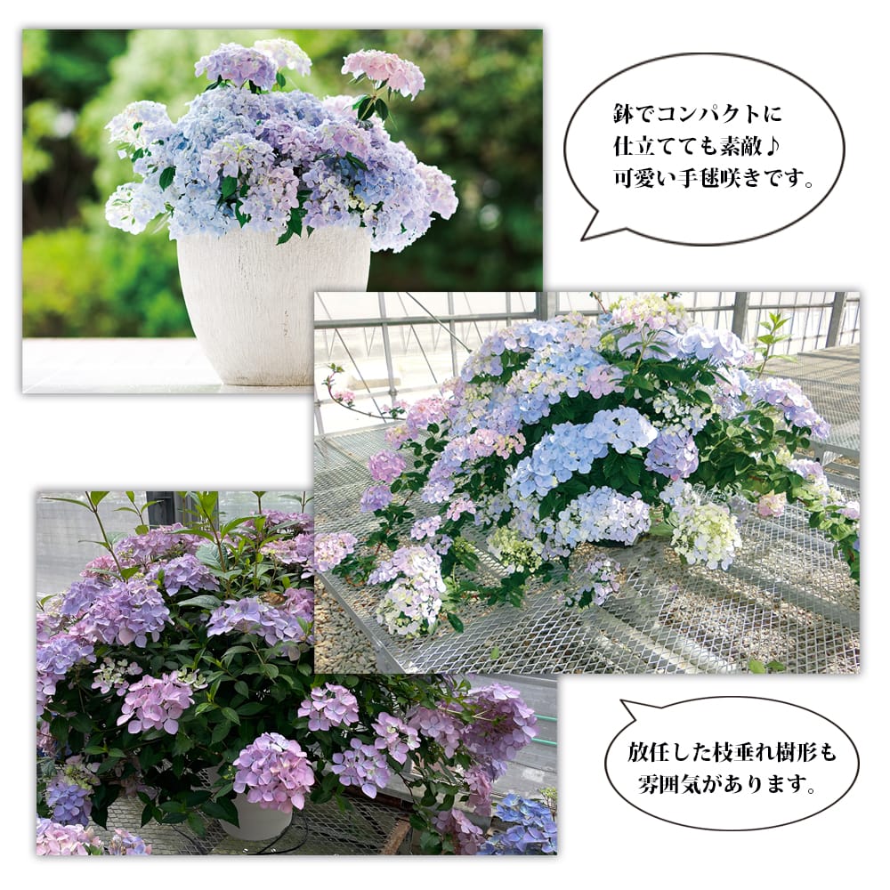 ラグランジア（R) クリスタルベール2 苗 販売 苗木部 By 花ひろば