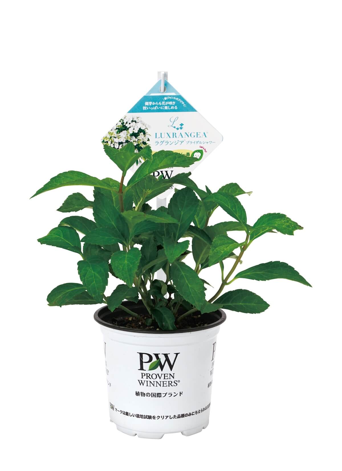  ブライダルシャワー 6