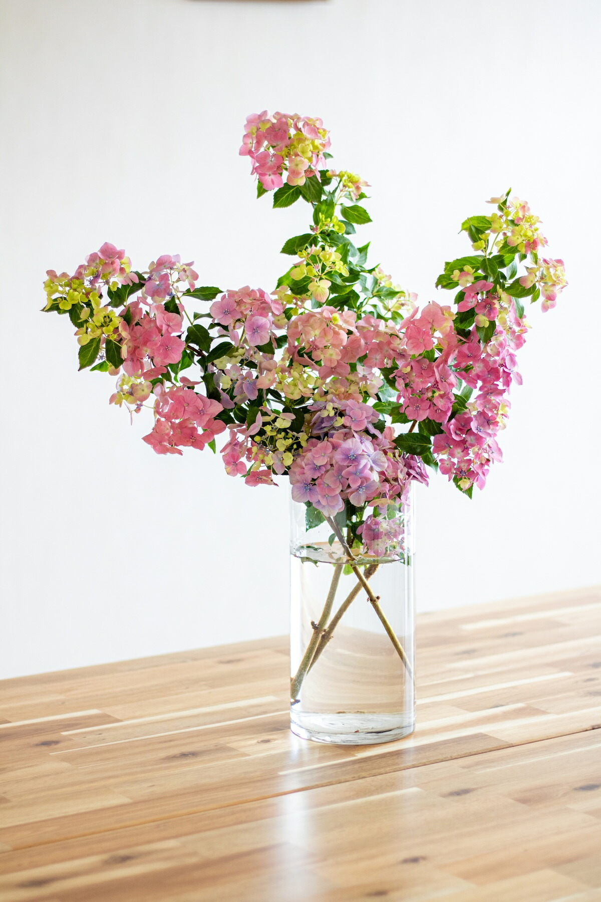 ラグランジア（R) シャンデリーニ 苗 販売 苗木部 By 花ひろばオンライン