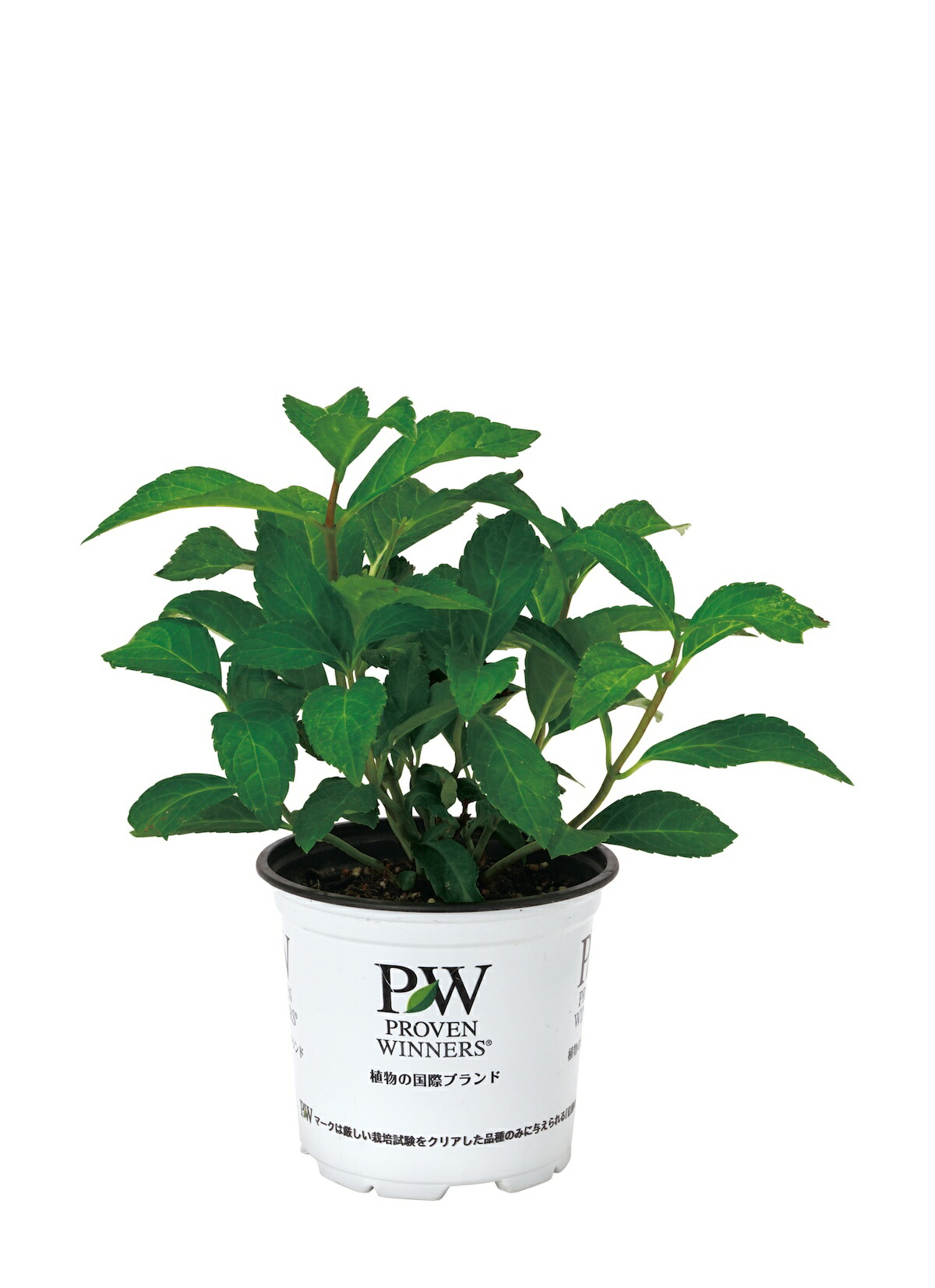  オーロランジュ 6