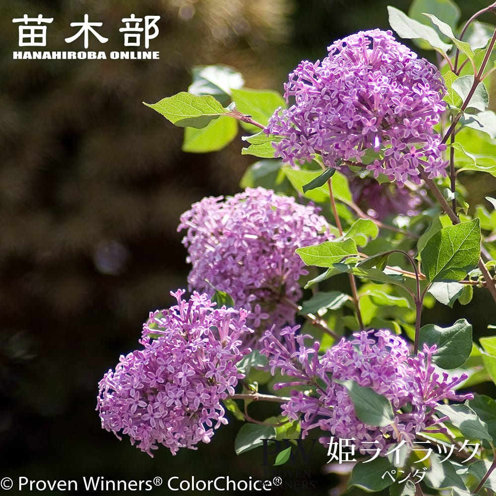 ライラック ペンダ 