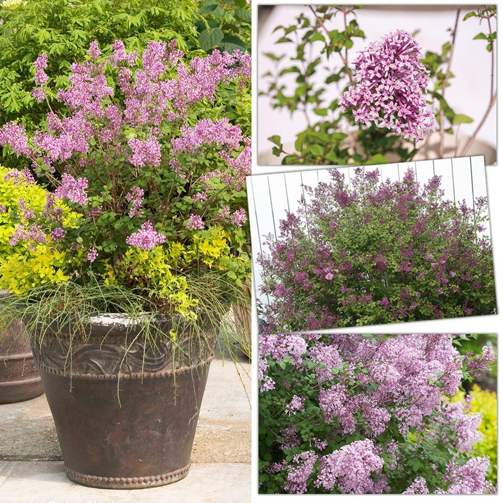 ライラック ペンダ 1