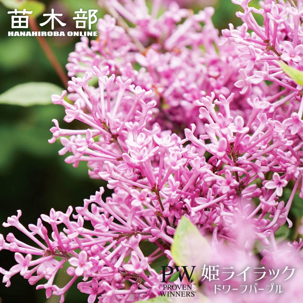 姫ライラック ドワーフパープル 苗 販売 苗木部 By 花ひろばオンライン