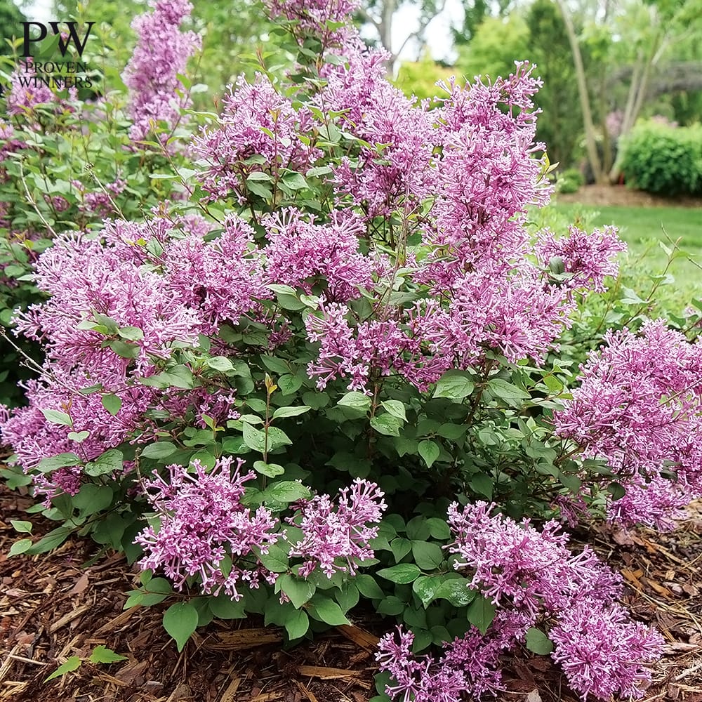 ライラック ドワーフパープル 1