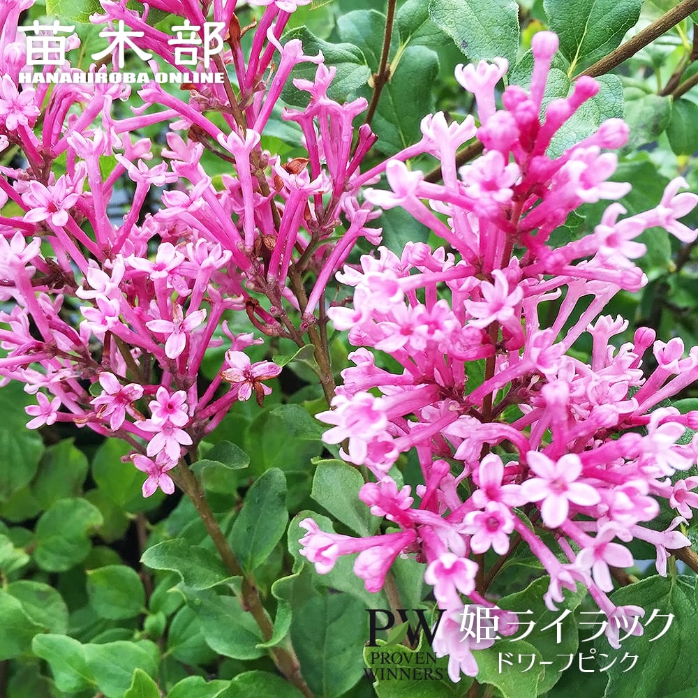 ライラック ドワーフピンク 