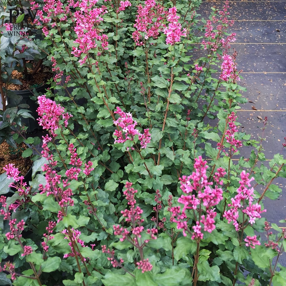 ライラック ドワーフピンク 1