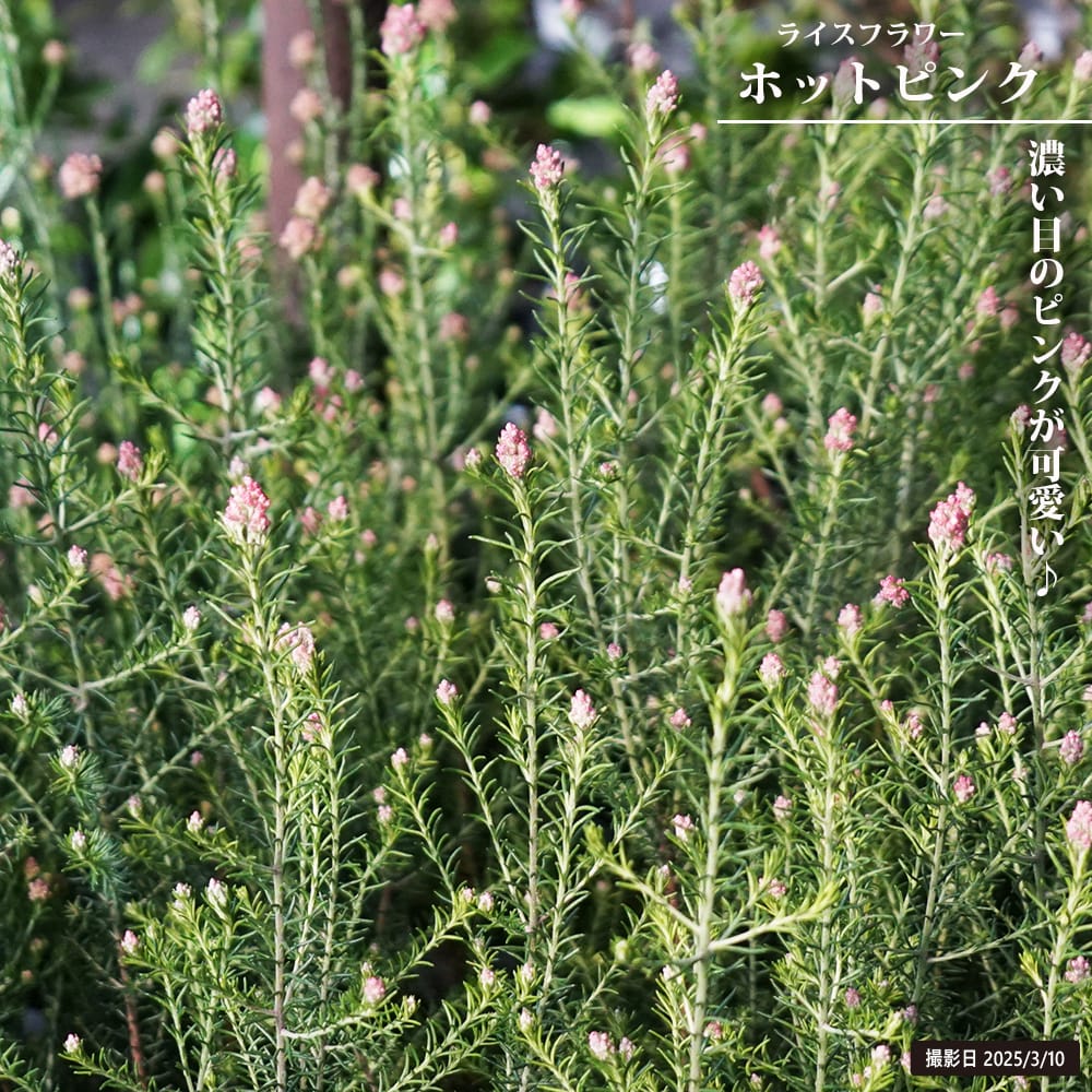 ライスフラワー ホットピンク 