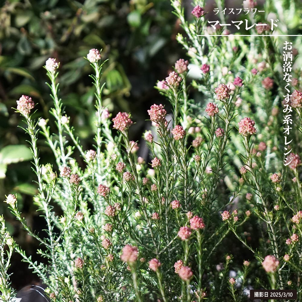 ライスフラワー マーマレード 