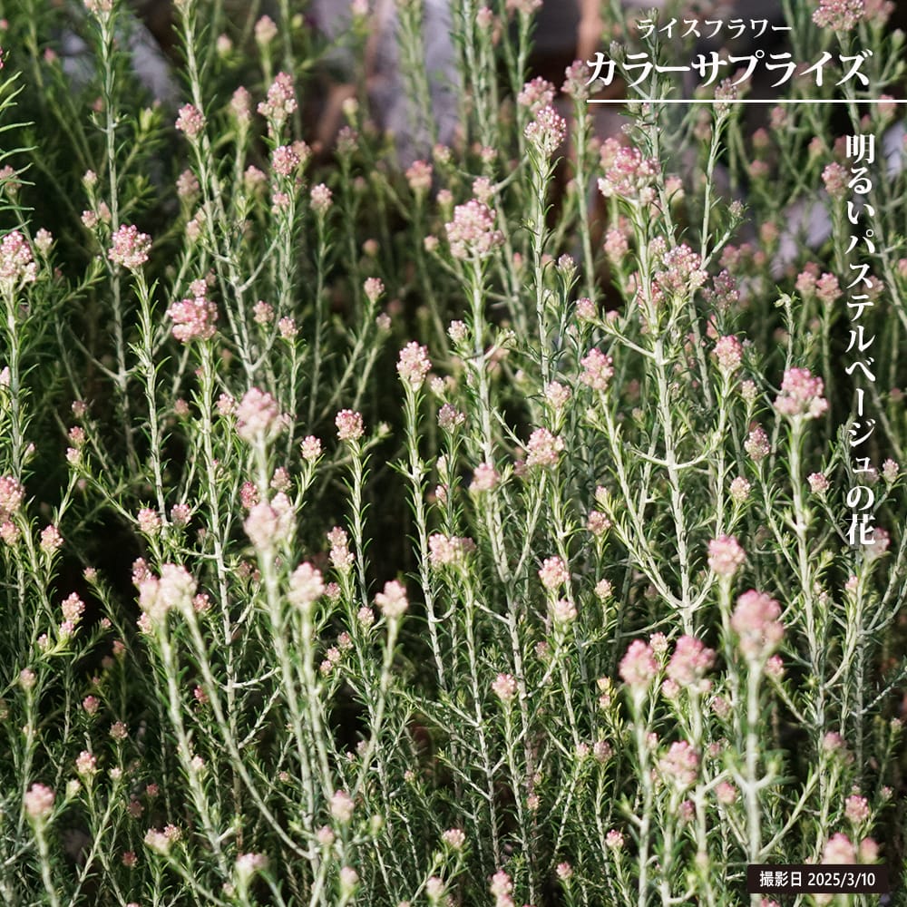 ライスフラワー カラーサプライズ 