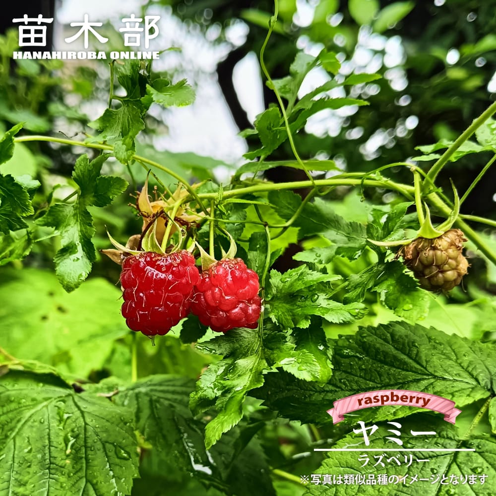 ラズベリー ヤミー 苗 販売 苗木部 By 花ひろばオンライン