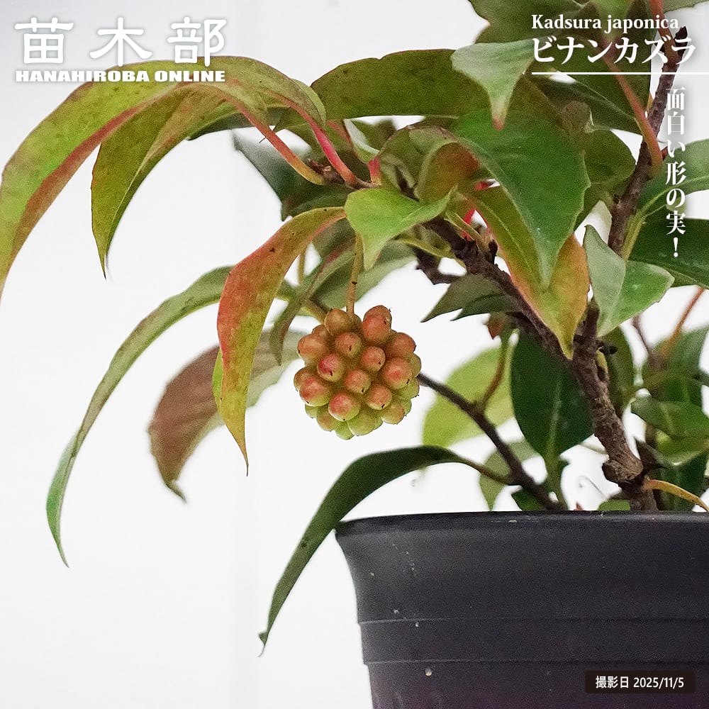 美男カズラ 苗 通販 苗木部 By 花ひろばオンライン