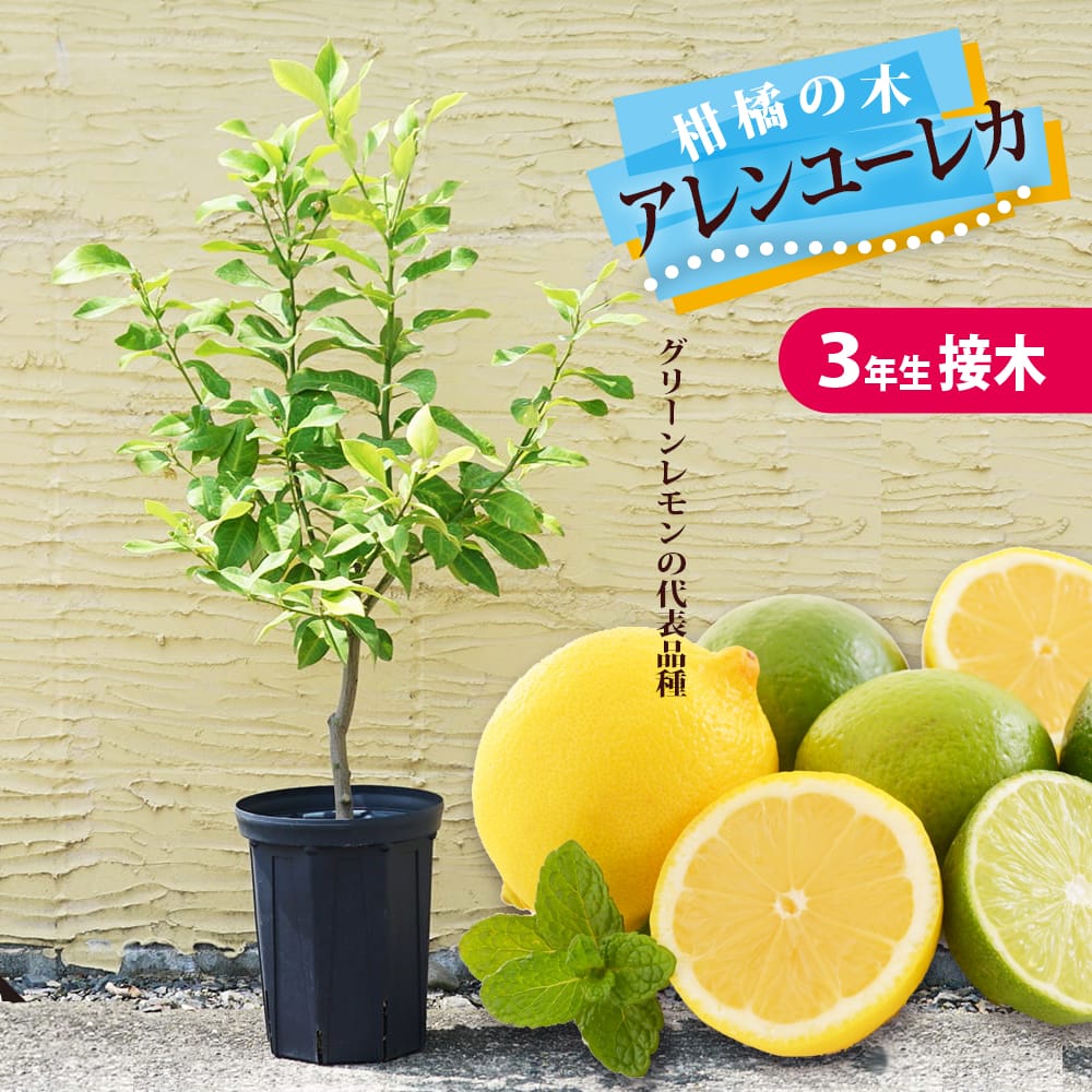 柑橘 レモン アレンユーレカ 苗 通販 おすすめ 品種 苗木部 By 花