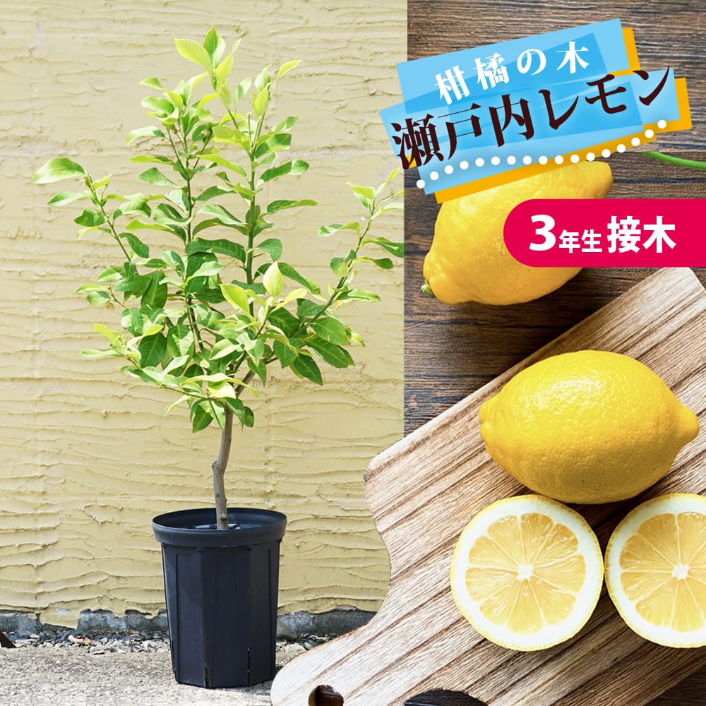 柑橘 レモン 瀬戸内レモン 苗 苗木通販 苗木部 By 花ひろばオンライン