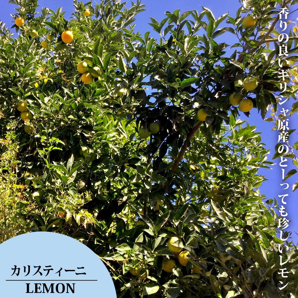 柑橘 レモン カリスティーニ 苗 販売 苗木部 By 花ひろばオンライン