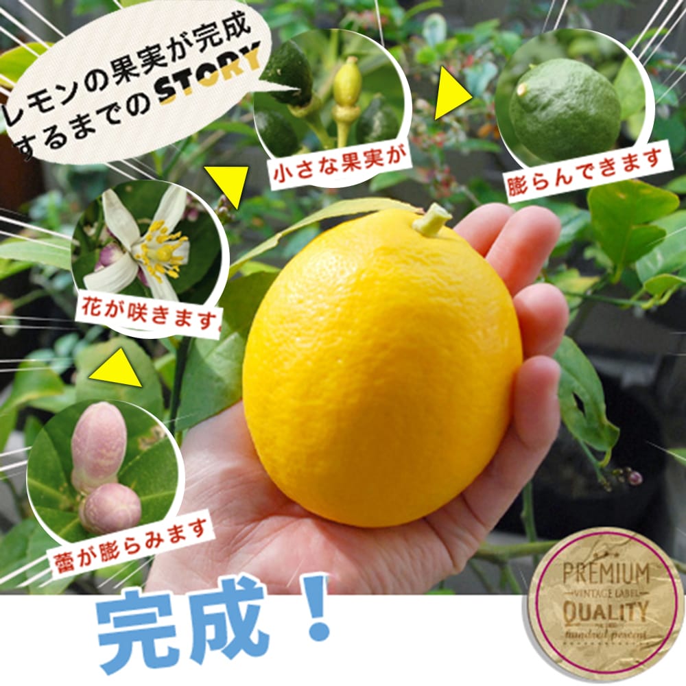 柑橘 リスボンレモン 4
