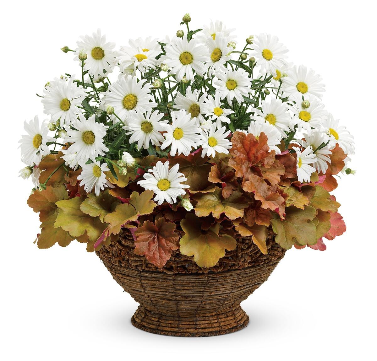 レウカンセマム デイジーメイ 9