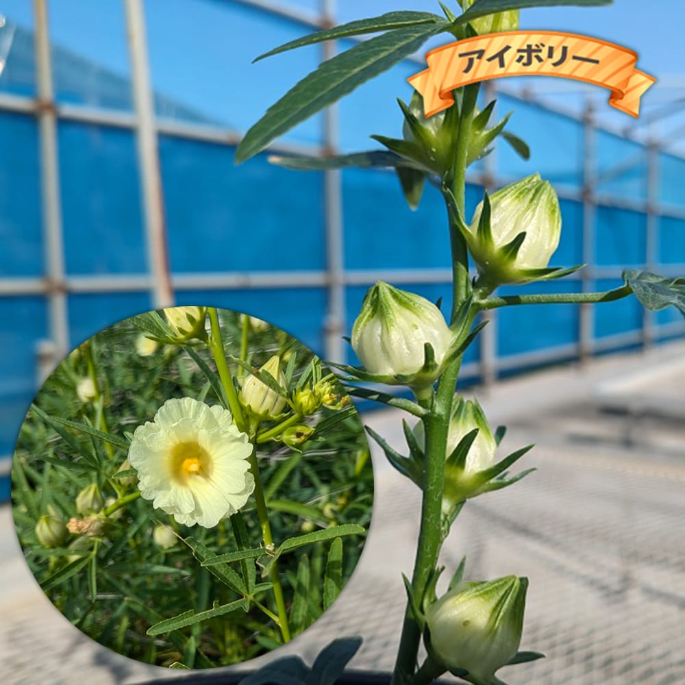 ローゼル ローゼル 4