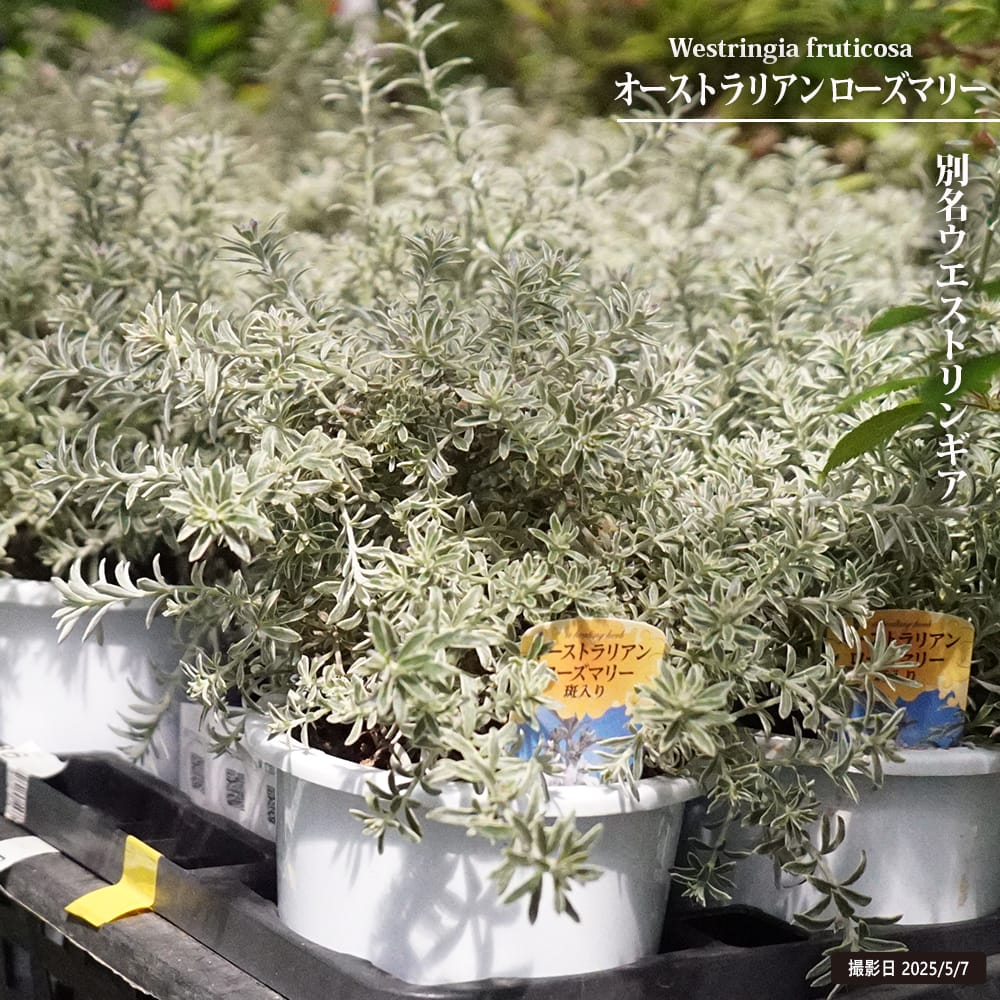 ウエストリンギア 斑入り 苗 販売 苗木部 By 花ひろばオンライン