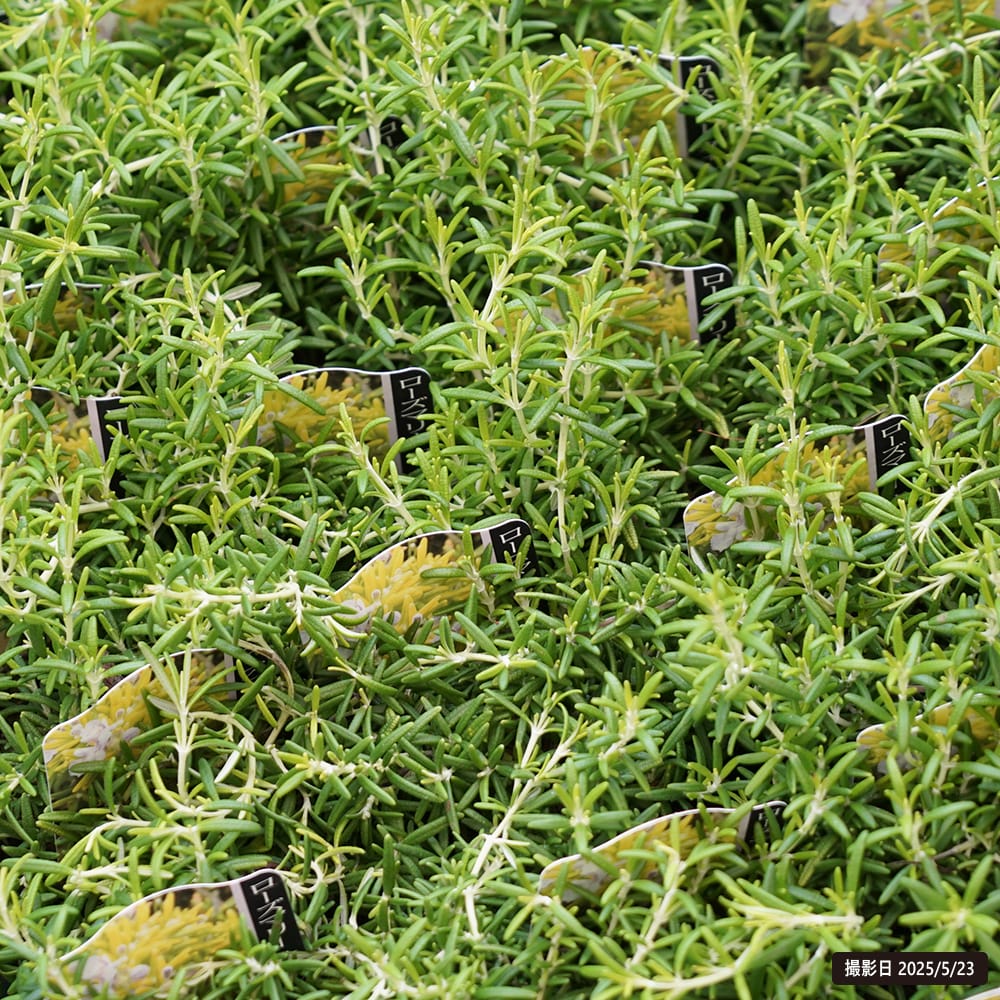 ローズマリー ウィルマスゴールド 