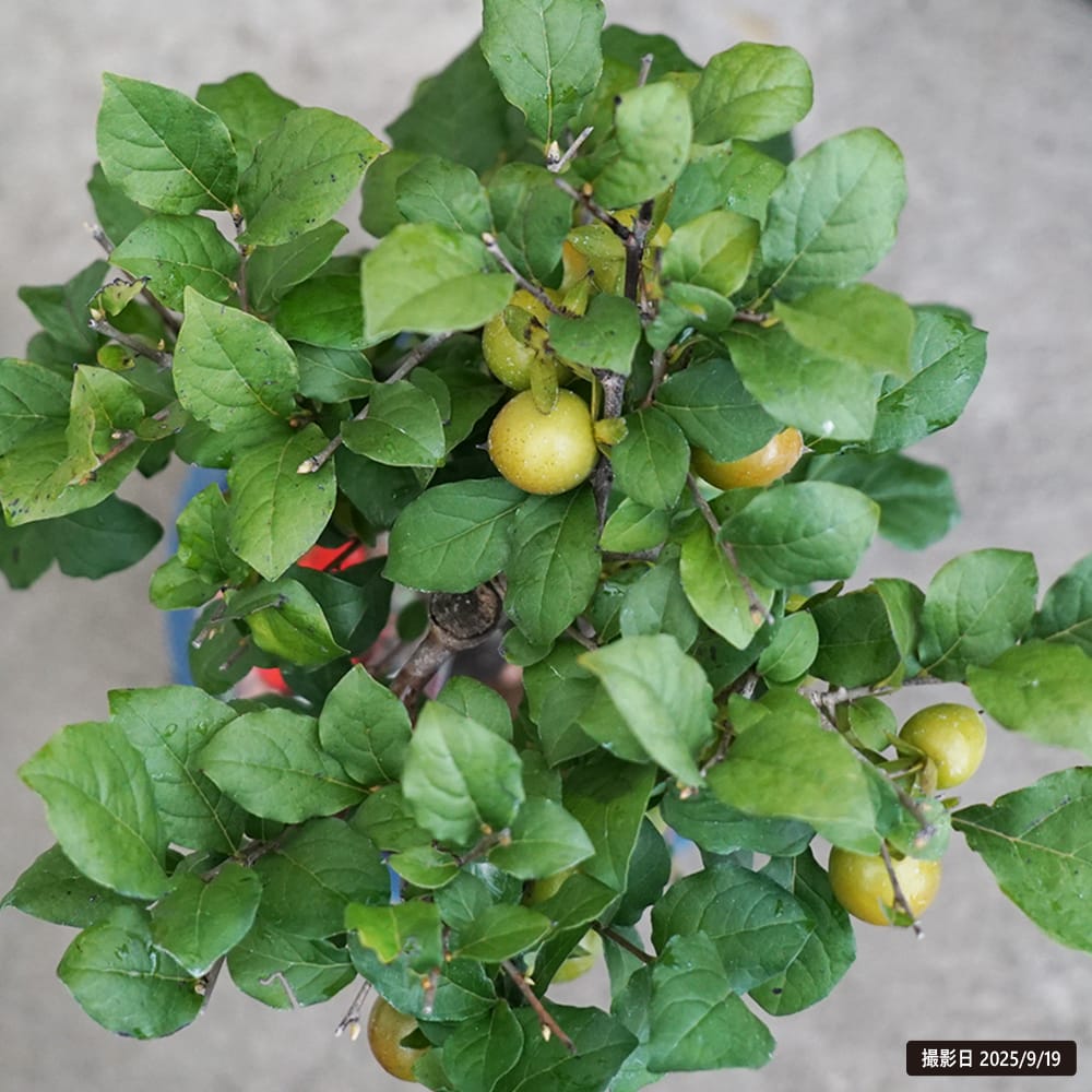 老爺柿 赤実 苗 販売 苗木部 By 花ひろばオンライン