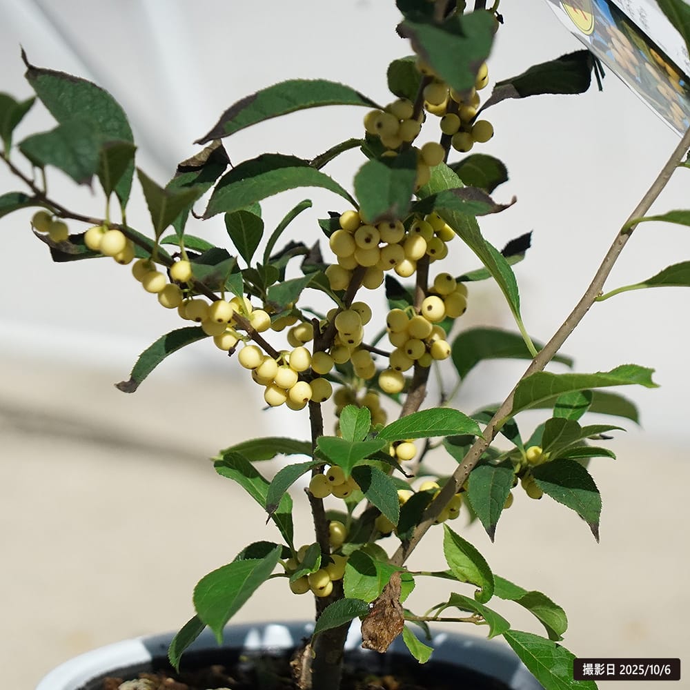 ウメモドキ 白 3