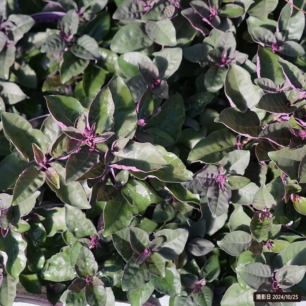 ミツバハマゴウ プルプレア 苗 販売 苗木部 By 花ひろばオンライン