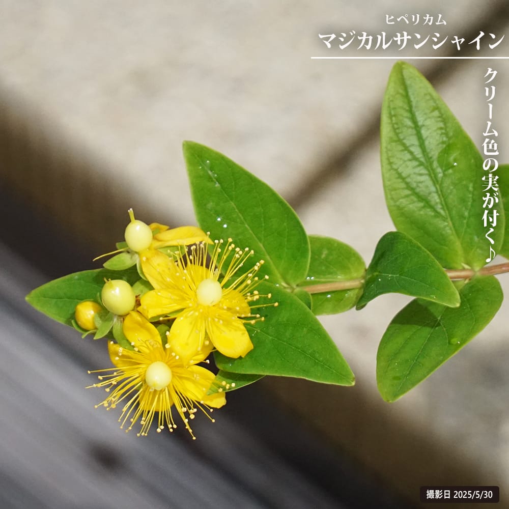 キンシバイ マジカルサンシャイン 