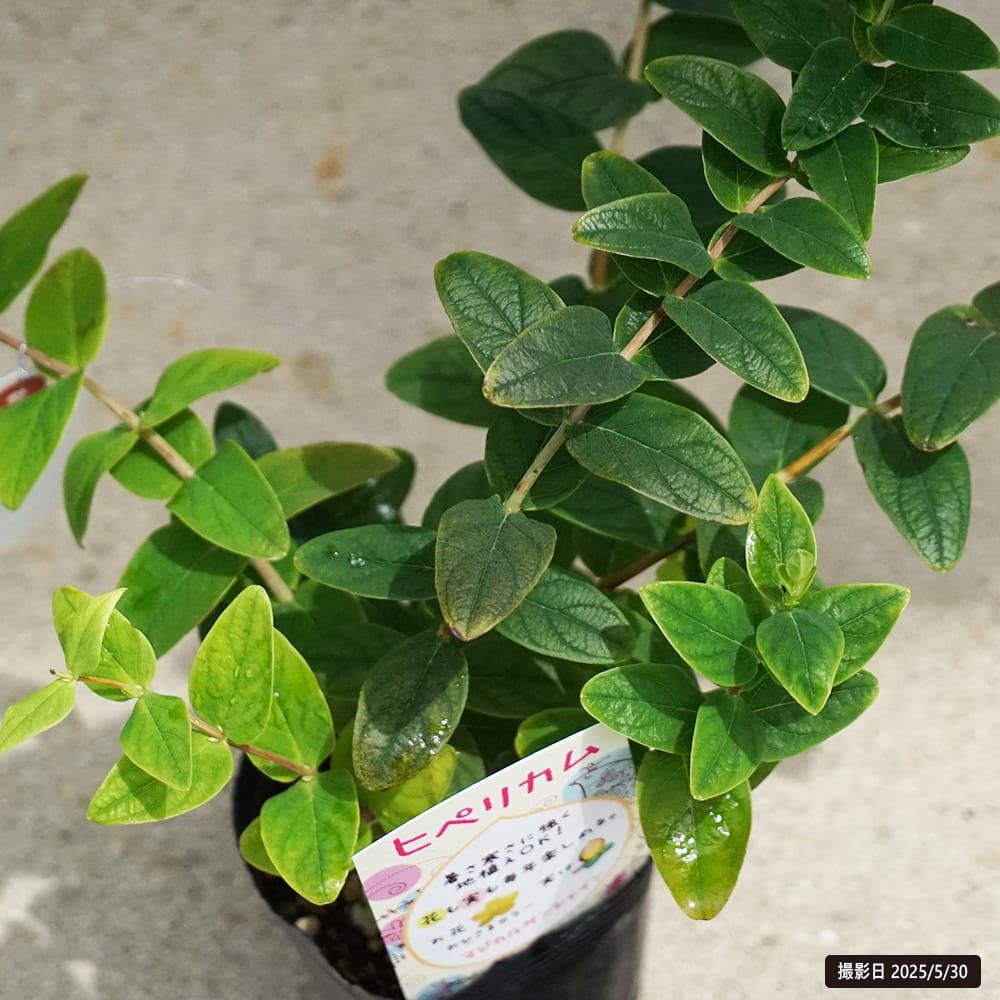 キンシバイ マジカルサンシャイン 1