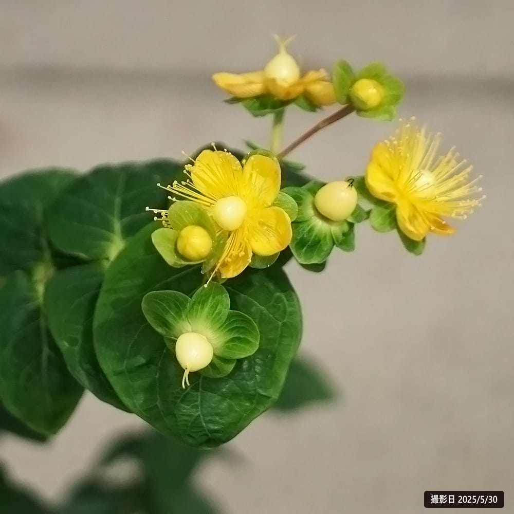 キンシバイ マジカルビューティー 2