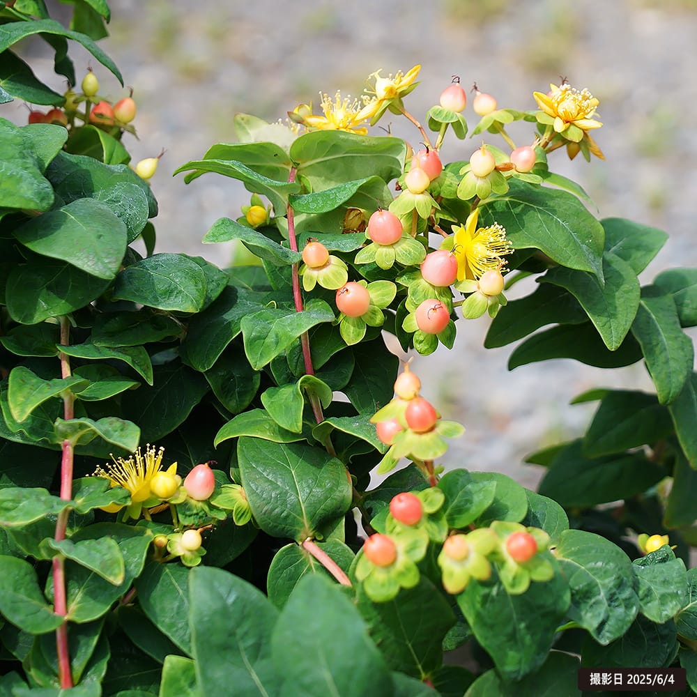 キンシバイ マジカルビューティー 5