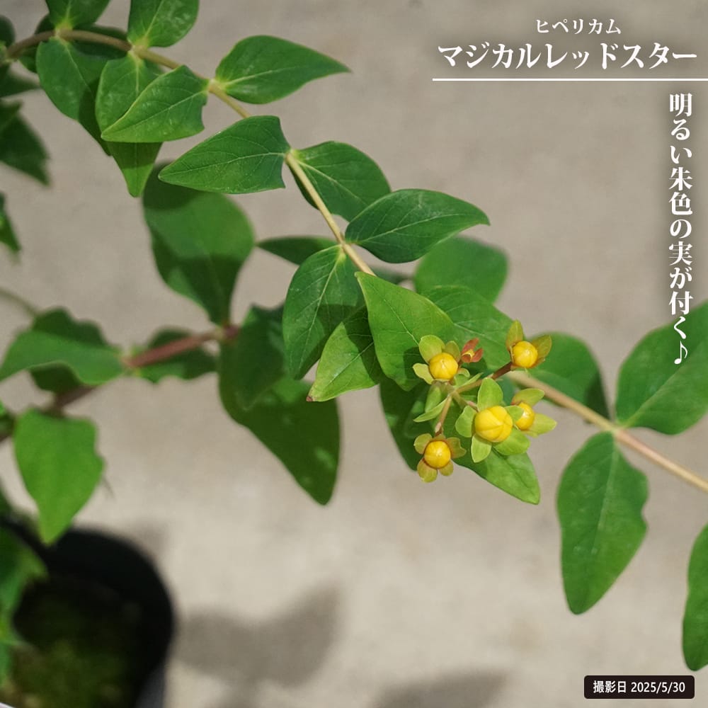 キンシバイ マジカルレッドスター 