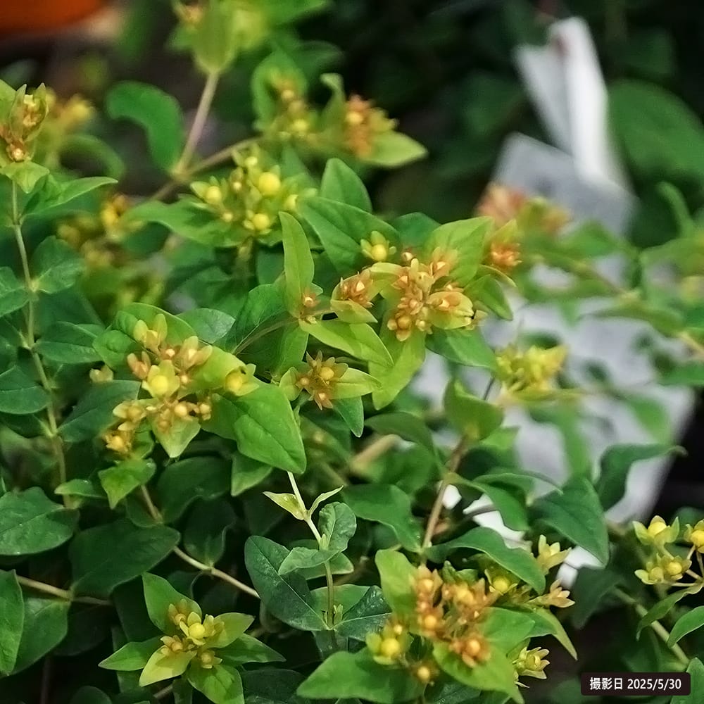 キンシバイ マジカルレッドスター 1