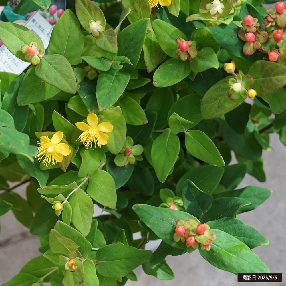 キンシバイ ピンクサファイア 3