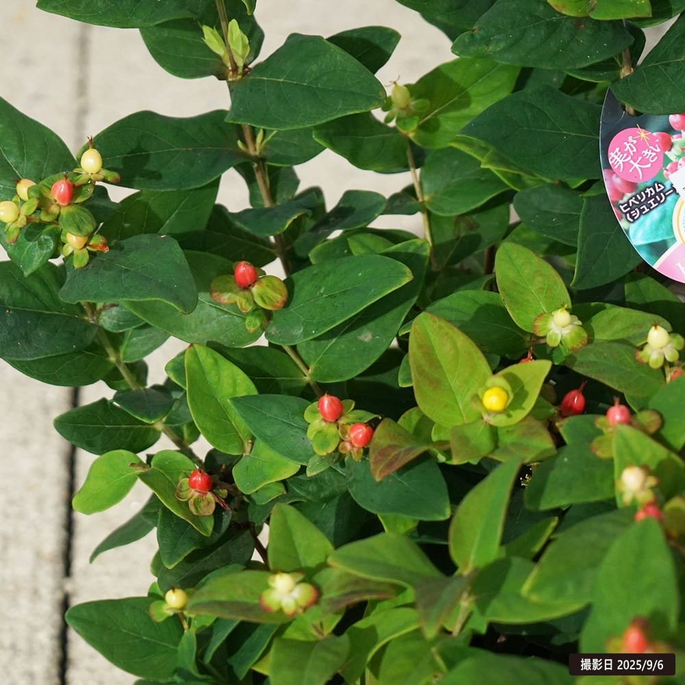 キンシバイ ピンクサファイア 4