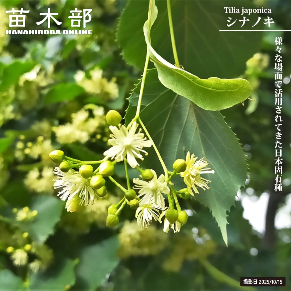 シナノキ シナノキ 