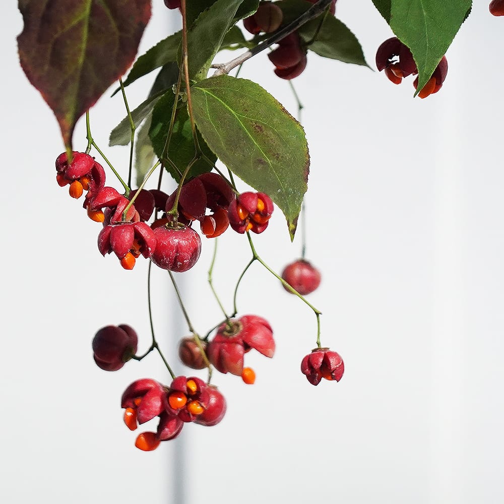 ツリバナ 苗 通販 苗木部 By 花ひろばオンライン