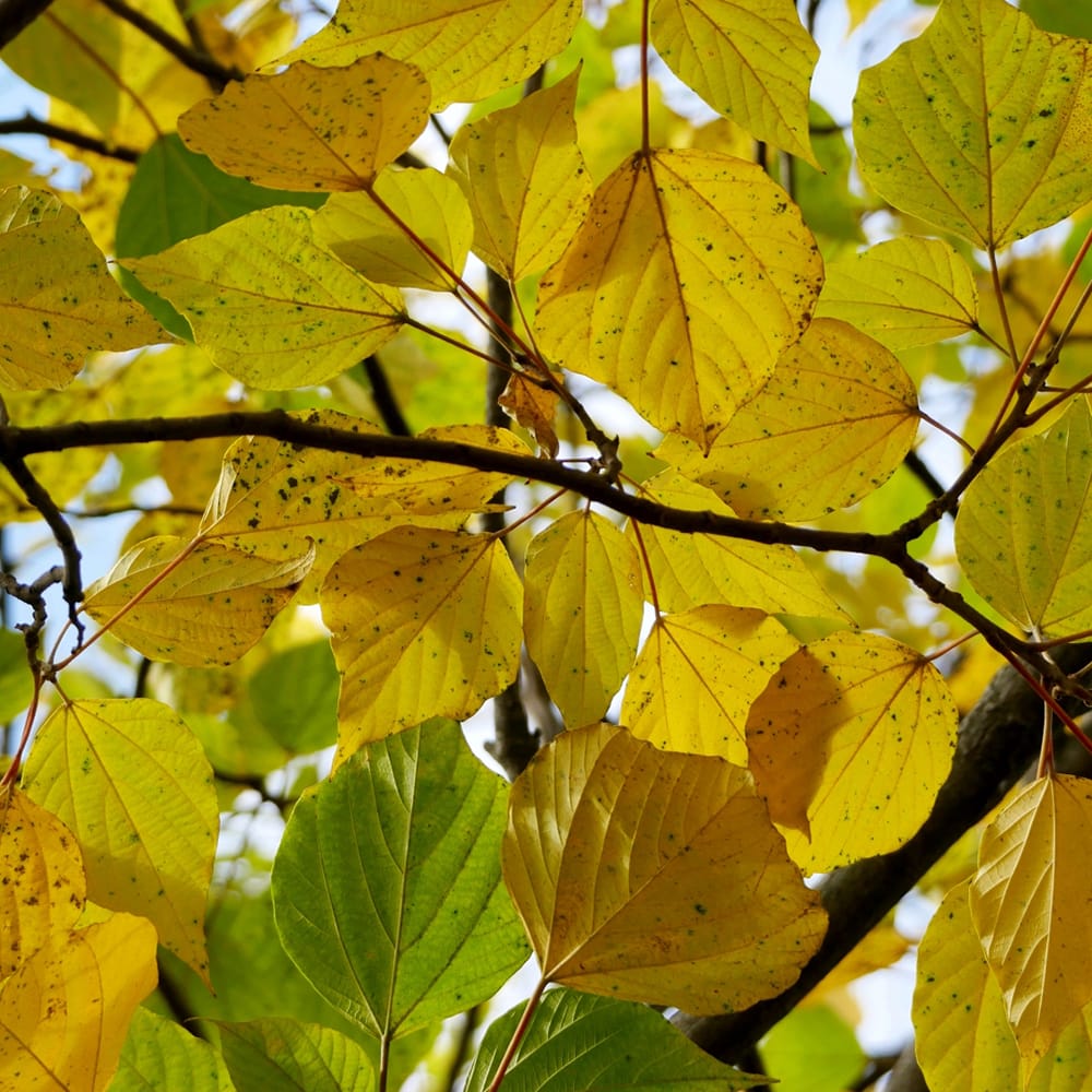 シナノキ シナノキ 1