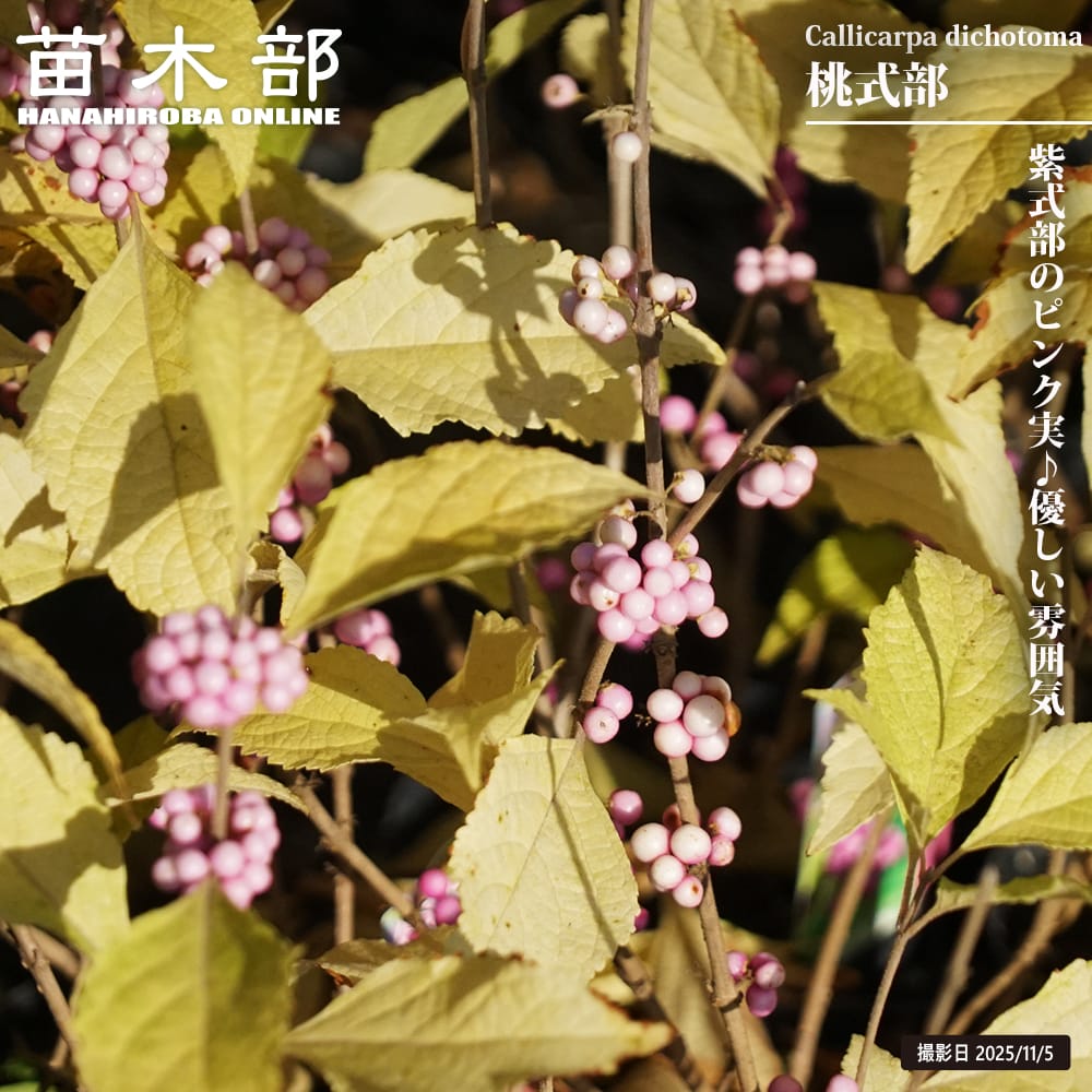 ムラサキシキブ ピンク実 