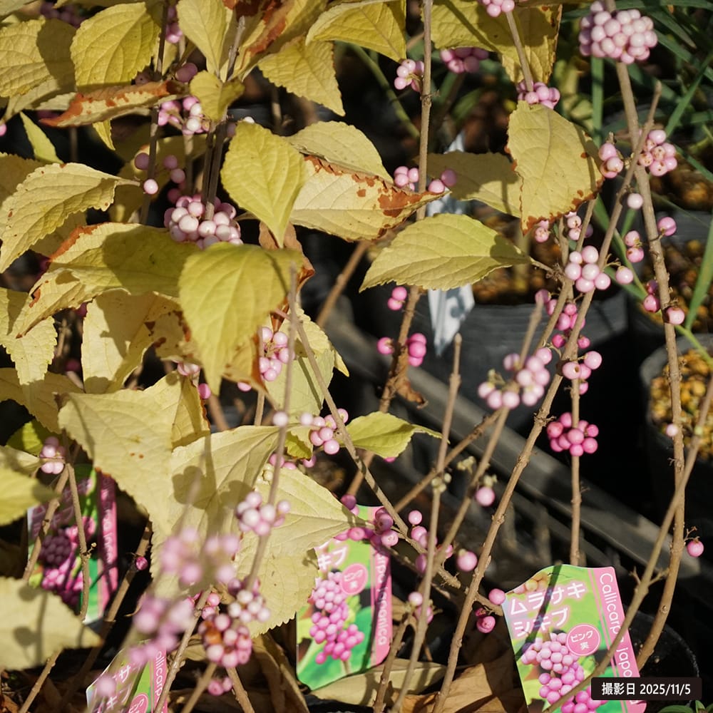 ムラサキシキブ ピンク実 1