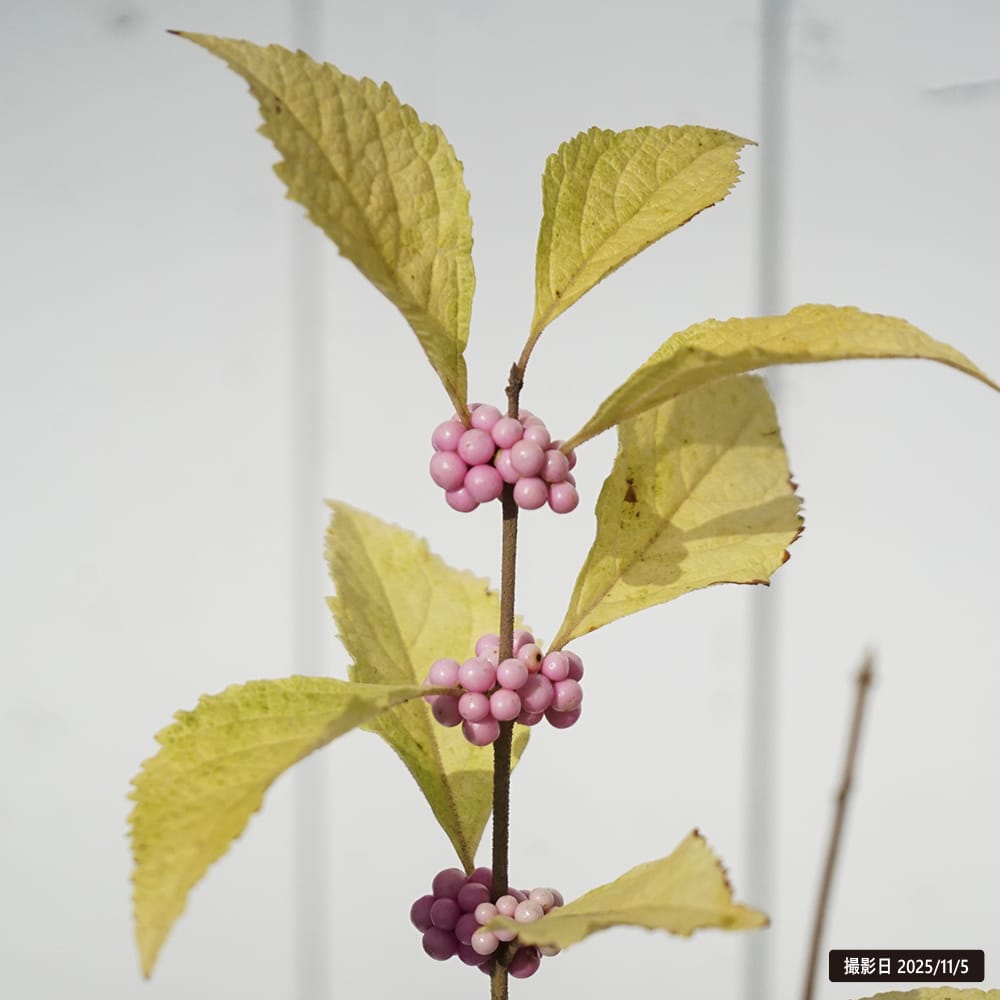 ムラサキシキブ ピンク実 2