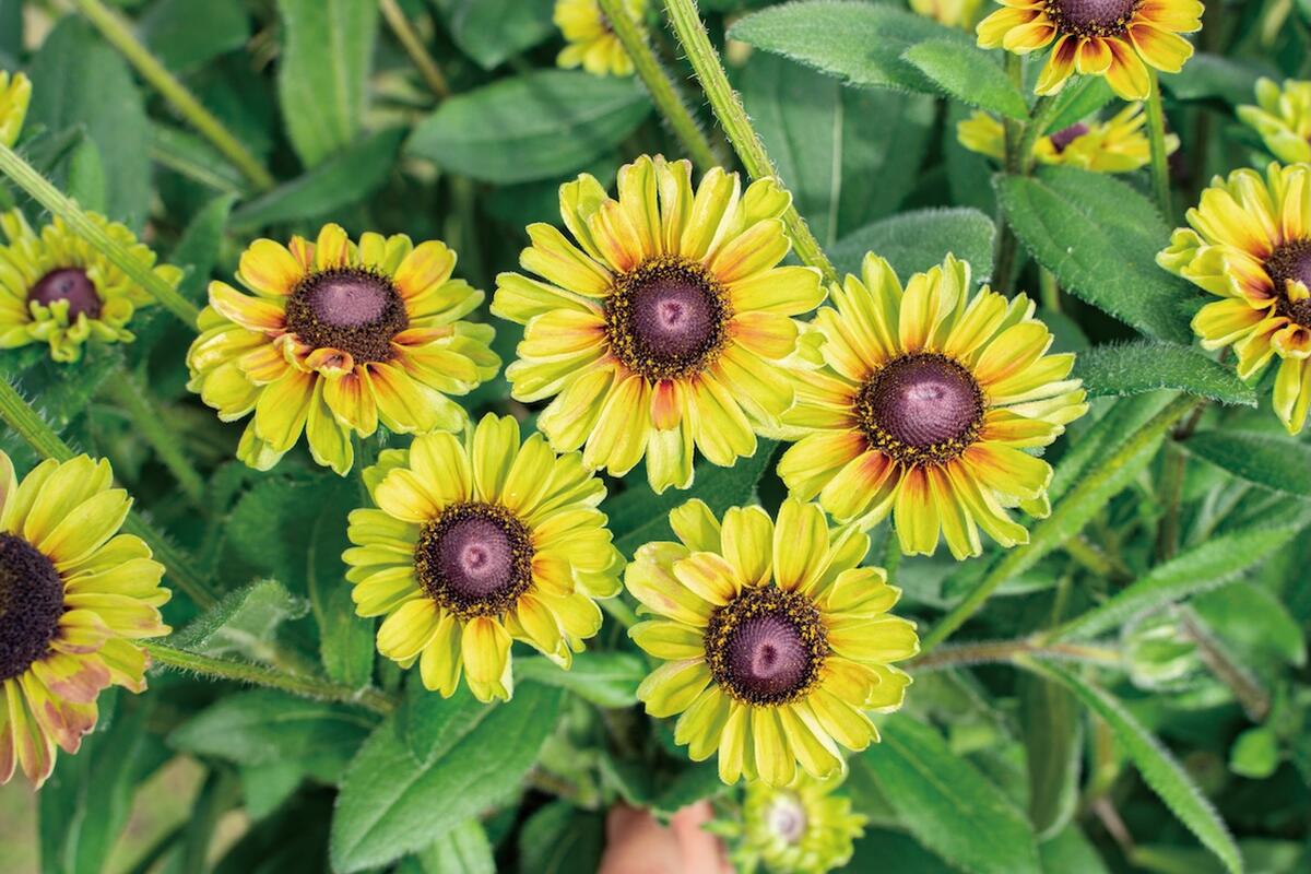 ルドベキア フォレストグリーン 4