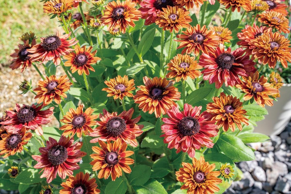 ルドベキア キャニオンレッド 5